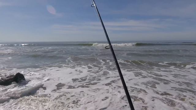 How to Catch More Surfperch Using Gulp Sandworms смотреть онлайн