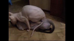 Сфинксы вязка 1 день. Sphynx cat