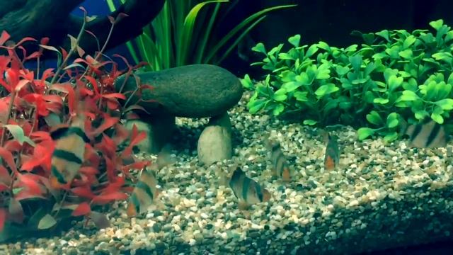 Драка Барбусов, Аквариумные рыбки смотреть онлайн