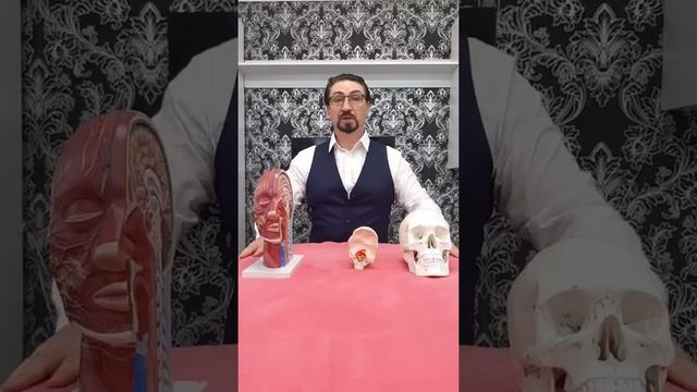 Постизометрическая миорелаксация. Профилактика остеохондроза и его  неврол. проявл Онлайн обучение.