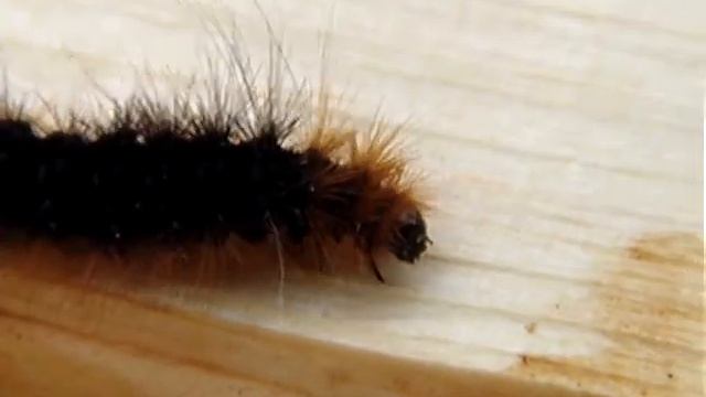 Ползёт волосатая гусеница / A hirsute caterpillar  creeps