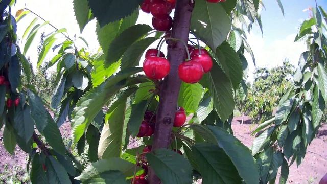 Черешня Валерій Чкалов смотреть онлайн