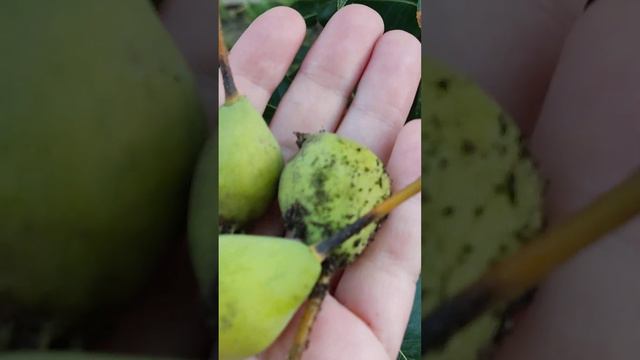 ЧТО делать?! Как помочь груше? 🍐🍐🍐 #груша #садогород #дача