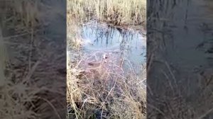 Самая дорогая вода в россии