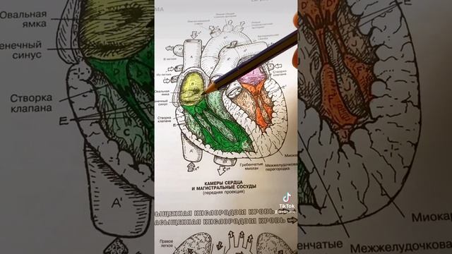Строение сердца смотреть онлайн