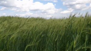 Красивое пшеничное поле. Поле зелёной  пшеницы. Футаж