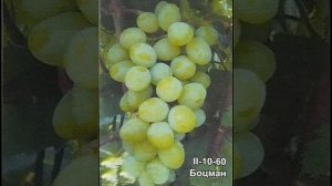 сорт винограда Капелюшного   - БОЦМАН, II-10-60