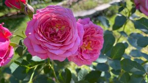 Floribunda Rose - Queen of Elegance
