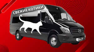 РЕКЛАМА КОТИКОВ В МОСКВЕ 🐈