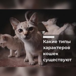 Какие типы характеров кошек существуют