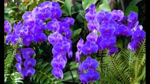 Кто верным Богу пребывает