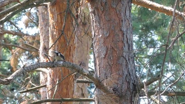 Большой Пестрый Дятел смотреть онлайн