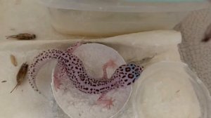 Кормление ящерки эублефара сверчком