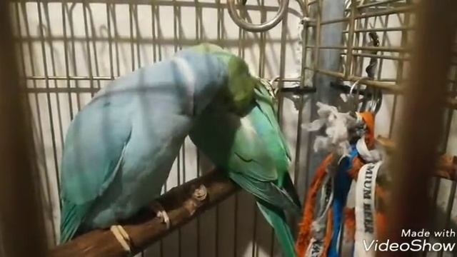 Как попугаи чистят друг другу перья. Ожереловый попугай. Ухаживания попугаев. смотреть онлайн