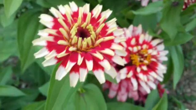 СВИЗЛ ЧЕРРИ ЭНД АЙВОРИ необычный сорт циннии....... смотреть онлайн