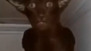 Миша ты что пукнул?