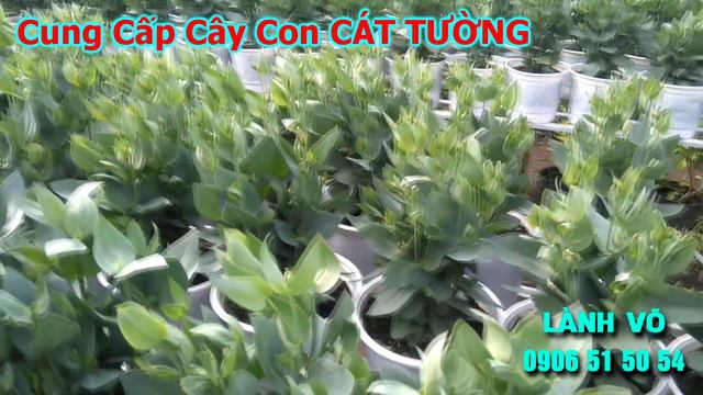 CƠI NGỌN HOA CÁT TƯỜNG TRỒNG CHẬU смотреть онлайн