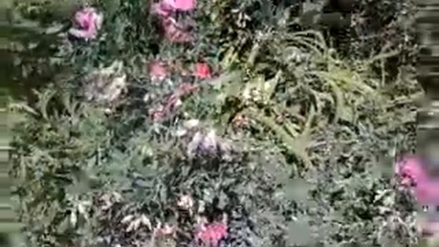 Квіти рожеві смотреть онлайн