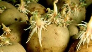 Стоит ли сажать подмороженный картофель?!