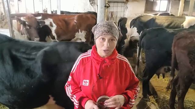 Отел первотелок Было непросто смотреть онлайн