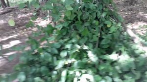 ДОСТРОИЛИ ШАЛАШ В ЛЕСУ!!! СДЕЛАЛИ БОЛЬШОЙ КРАСИВЫЙ КОСТЁР.