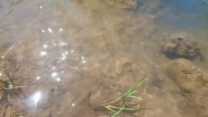 ПОЙМАЛ ОГРОМНОГО ГОЛАВЛЯ!!! Ловля на реке Уфа! / Подарили спиннинг другу!!!