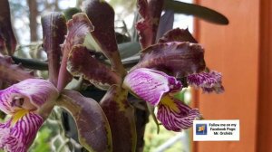 Cattleya Schilleriana orchid orquidea