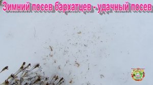Зимний посев бархатцев - удачный посев