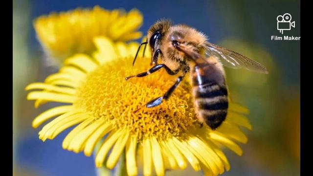 Успокоительная музыка. Мир животных. весенние пробуждения. Тинчлантирувчи музыка. Хайвонот олами. смотреть онлайн