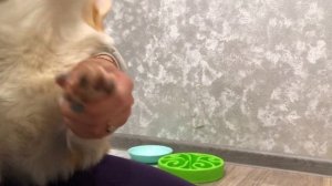 VLOG:КАКИЕ РАСЧЕСКИ НУЖНЫ ЙОРКУ,ШПИЦУ,КОРГИ? ПОКУПКИ ДЛЯ СОБАК| СТРИГУ КОГТИ ЩЕНКУ❤️