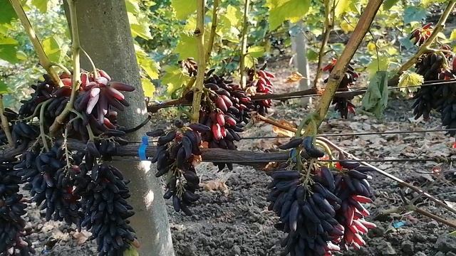 Виноград Весёлые пальцы(США) виноградник Король В. Н. г. Краснодар. смотреть онлайн