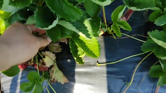 Ранний сорт земляники садовой Ами!!! Один из самых вкусных!!! смотреть онлайн