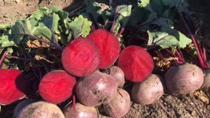 Свёкла КЕСТРЕЛ F1