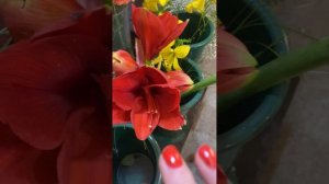 Как почистить цветок? Гиппеаструм, лилия. Убираем пыльцу лилии. #флорист #школафлористики #лилии