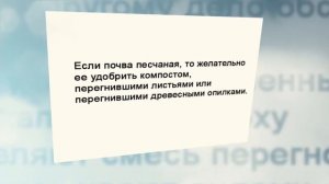 Как правильно удобрять газон. Несколько полезных советов