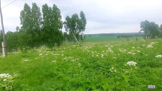 гдетовсибири⚡Канск⚡новая жизнь ,каждая погода благодать#лето#2022#обзор#пион#лилия#лес#река#июнь