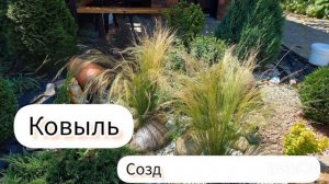 Ковыль, семена