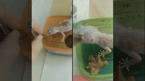 эублефары едят корм ГрабПай