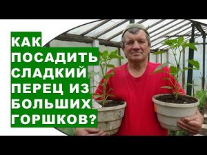 Как посадить рассаду сладкого перца из больших горшков в теплицу весной 2022 года?