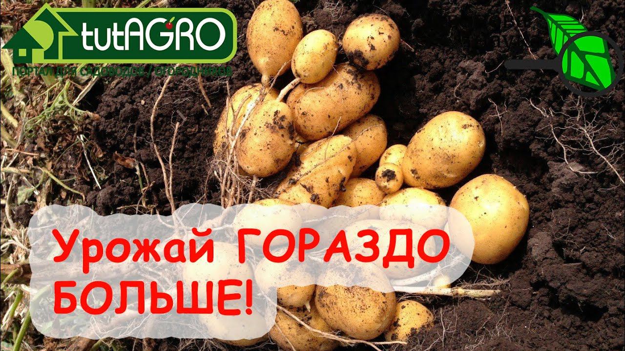 УРОЖАЙ КАРТОФЕЛЯ ГОРАЗДО БОЛЬШЕ ДАЖЕ БЕЗ ОКУЧИВАНИЯ! Вот что надо сделать в августе!