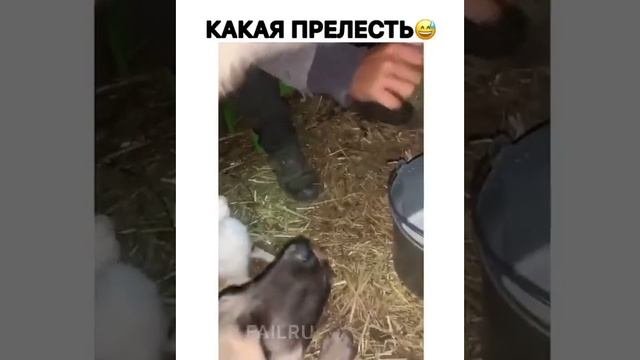 Какая прелесть