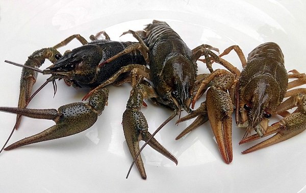 Где раки зимуют. смотреть онлайн