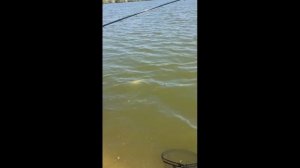 Сазан,Карп,Амур,Карась.Рыбалка в Краснодарском крае.Уташ.