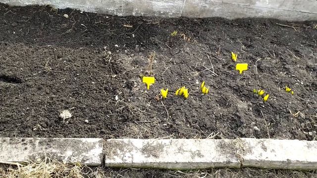 #Срочная посадка пионов# смотреть онлайн