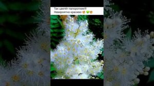 Чудны дела Твои, Господи!