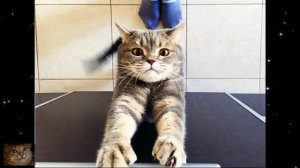 Почему Ваша Кошка ВСЕГДА ХОЧЕТ ЕСТЬ?