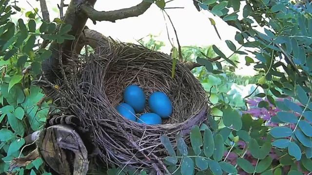 2021 June 04 Mama robin brooding her eggs . . . . Ripley, Ontario Canada AtHomeFriendlyTecGuy смотреть онлайн