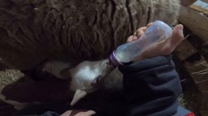 ЯГНЯТА УМИРАЮТ! ПОПОЛНЕНИЕ И ПОТЕРИ В ХОЗЯЙСТВЕ !