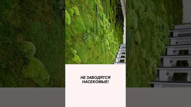 Стабилизированный мох в интерьере