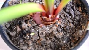 Мой Гиппеаструм или Амариллис.